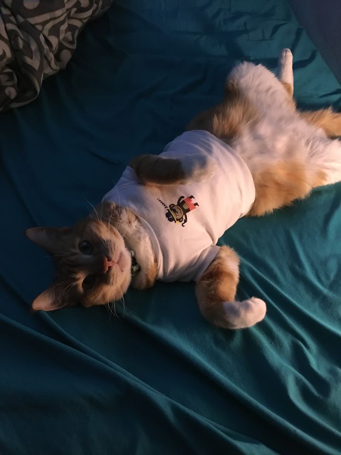 Do You Like Annoying Your Pets (Mildly)? (Add yours) Do You Like Annoying Your Pets (Mildly)? (Add yours)