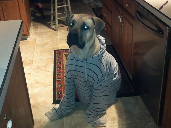 Do You Like Annoying Your Pets (Mildly)? (Add yours) Do You Like Annoying Your Pets (Mildly)? (Add yours)