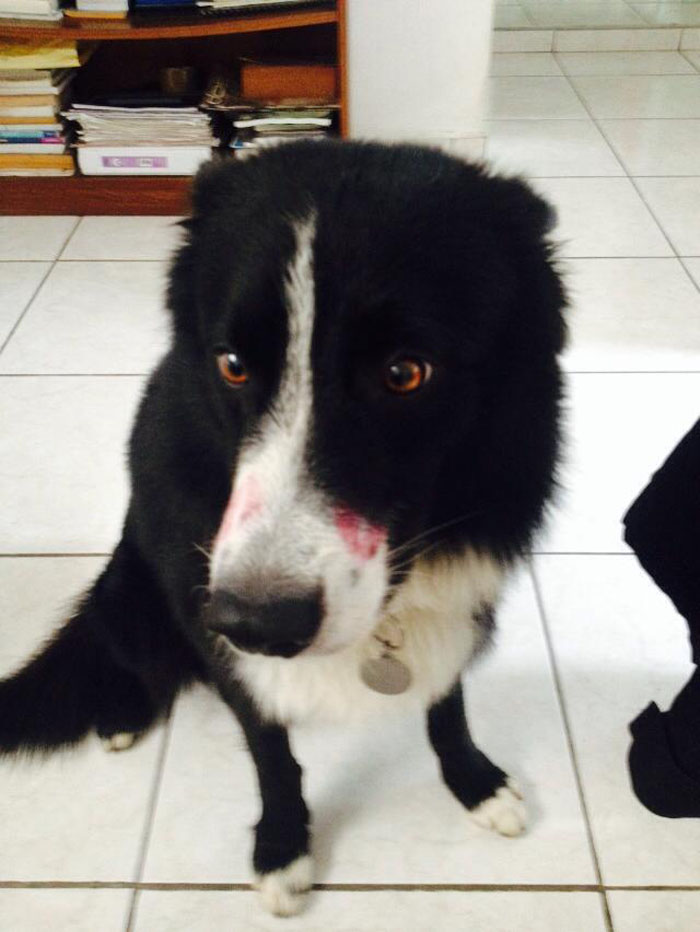 Do You Like Annoying Your Pets (Mildly)? (Add yours) Do You Like Annoying Your Pets (Mildly)? (Add yours)