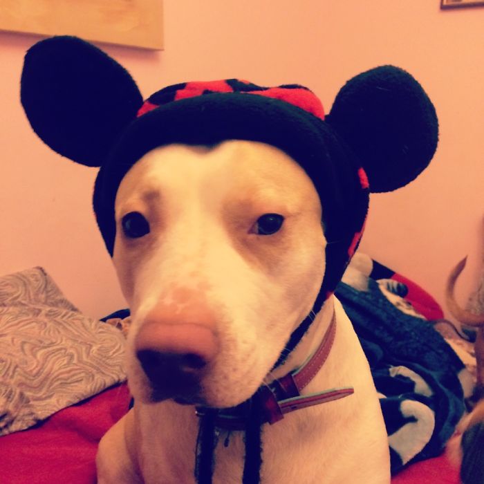 Do You Like Annoying Your Pets (Mildly)? (Add yours) Do You Like Annoying Your Pets (Mildly)? (Add yours)