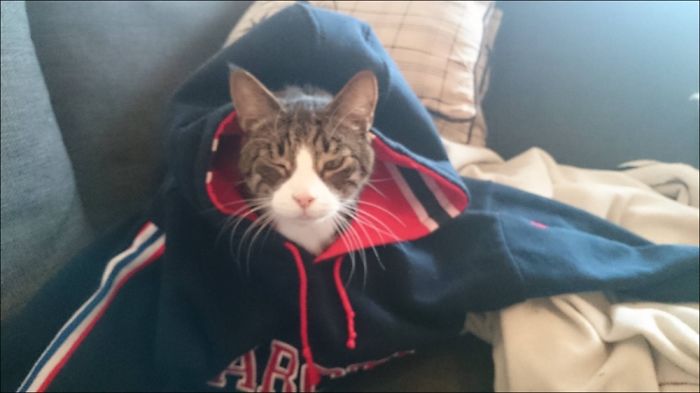 Do You Like Annoying Your Pets (Mildly)? (Add yours) Do You Like Annoying Your Pets (Mildly)? (Add yours)