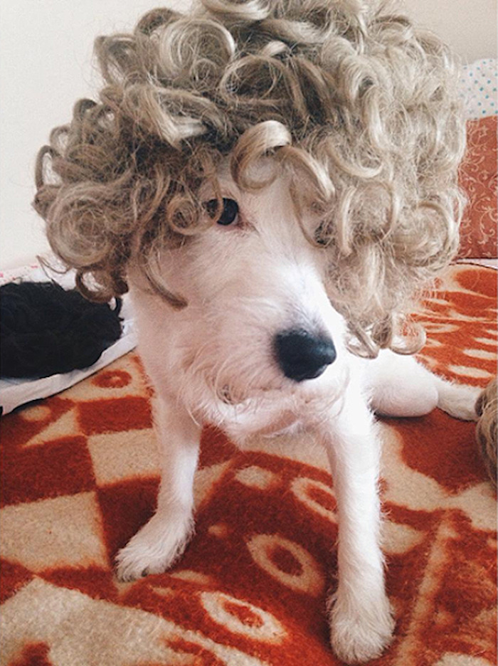 Do You Like Annoying Your Pets (Mildly)? (Add yours) Do You Like Annoying Your Pets (Mildly)? (Add yours)