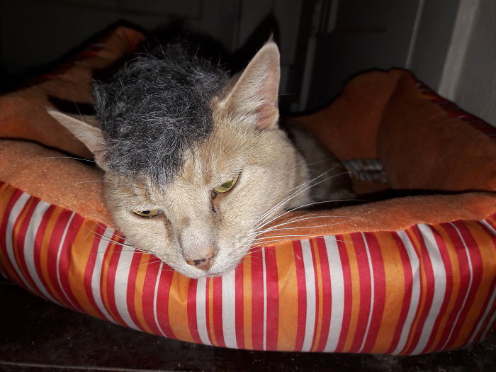 Do You Like Annoying Your Pets (Mildly)? (Add yours) Do You Like Annoying Your Pets (Mildly)? (Add yours)