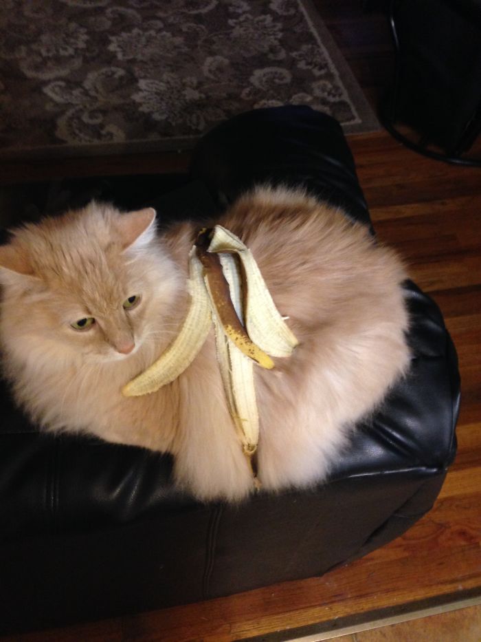 Do You Like Annoying Your Pets (Mildly)? (Add yours) Do You Like Annoying Your Pets (Mildly)? (Add yours)