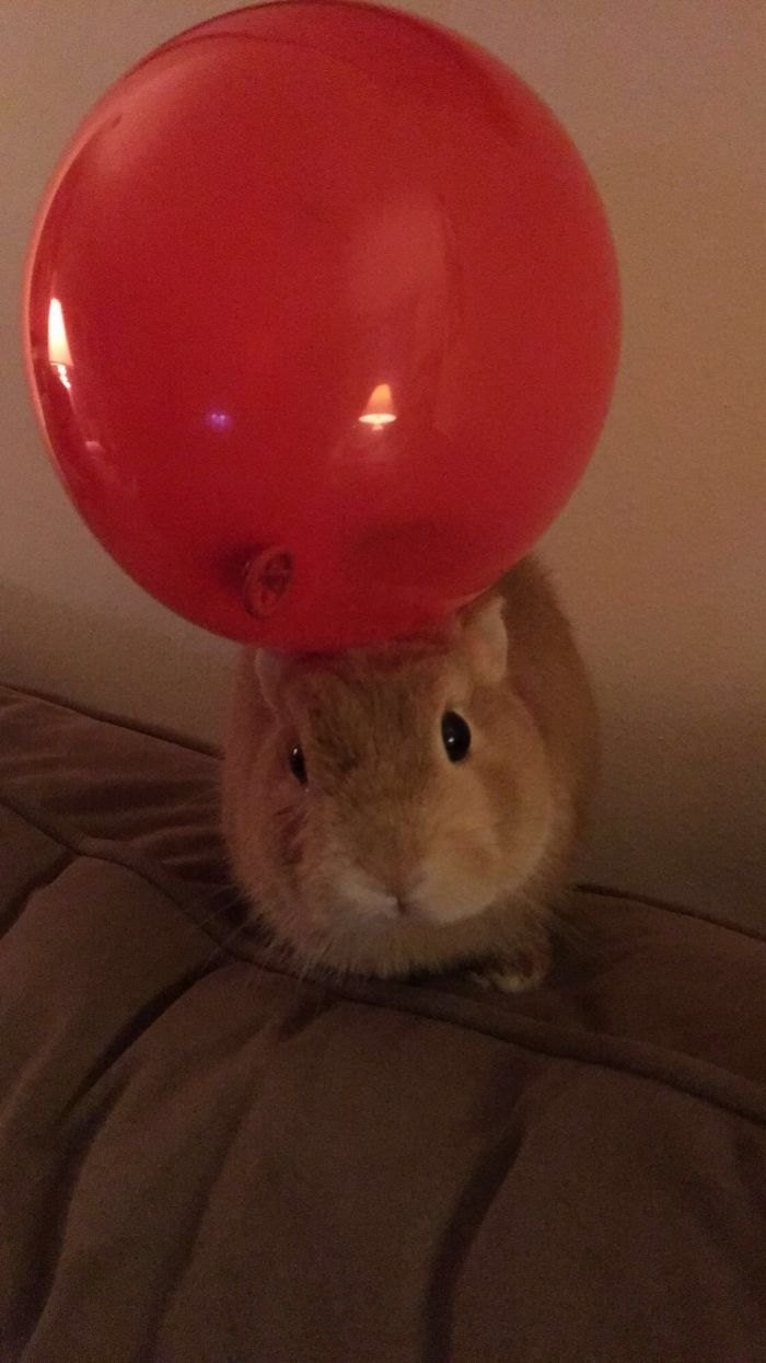 Do You Like Annoying Your Pets (Mildly)? (Add yours) Do You Like Annoying Your Pets (Mildly)? (Add yours)