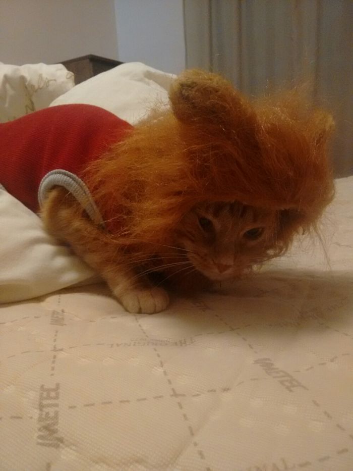 Do You Like Annoying Your Pets (Mildly)? (Add yours) Do You Like Annoying Your Pets (Mildly)? (Add yours)