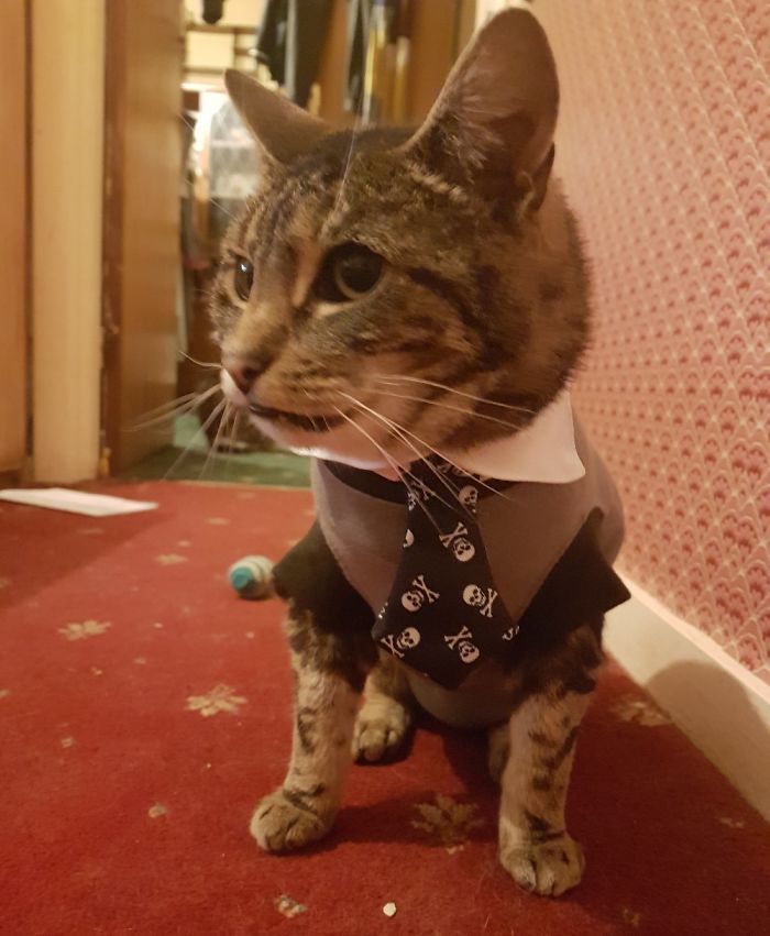 Do You Like Annoying Your Pets (Mildly)? (Add yours) Do You Like Annoying Your Pets (Mildly)? (Add yours)