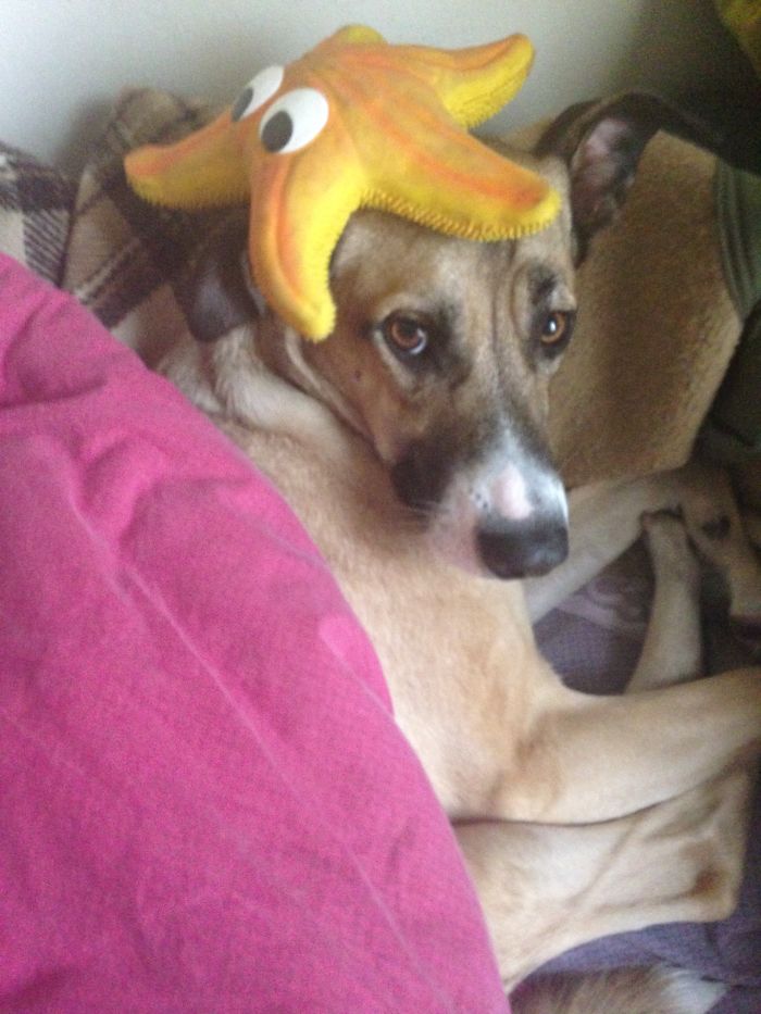 Do You Like Annoying Your Pets (Mildly)? (Add yours) Do You Like Annoying Your Pets (Mildly)? (Add yours)