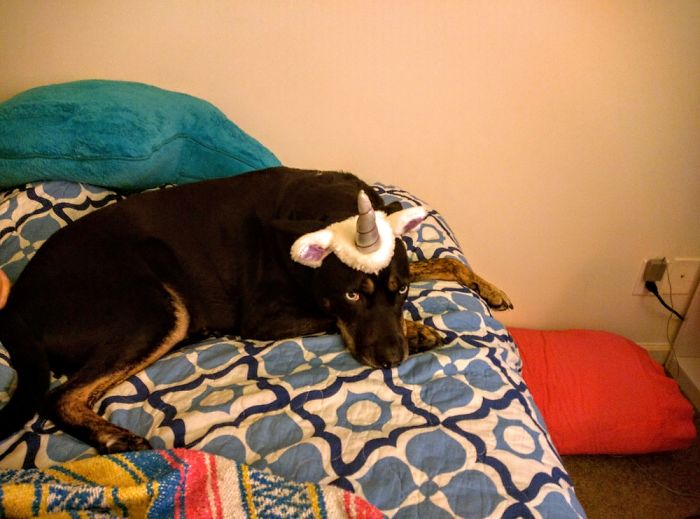 Do You Like Annoying Your Pets (Mildly)? (Add yours) Do You Like Annoying Your Pets (Mildly)? (Add yours)