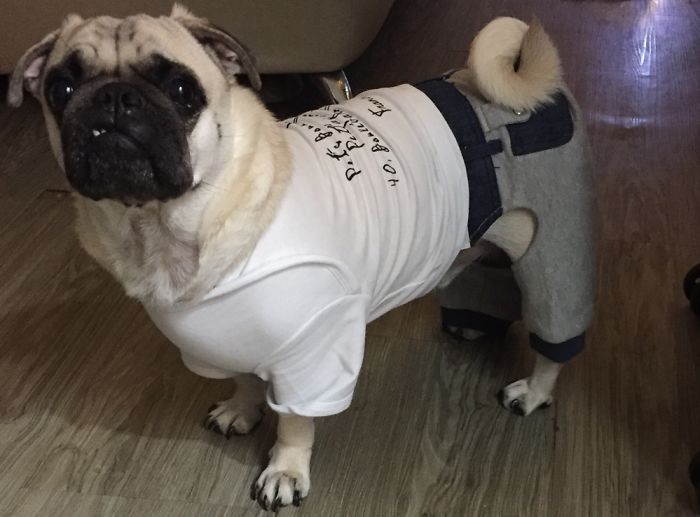 Do You Like Annoying Your Pets (Mildly)? (Add yours) Do You Like Annoying Your Pets (Mildly)? (Add yours)