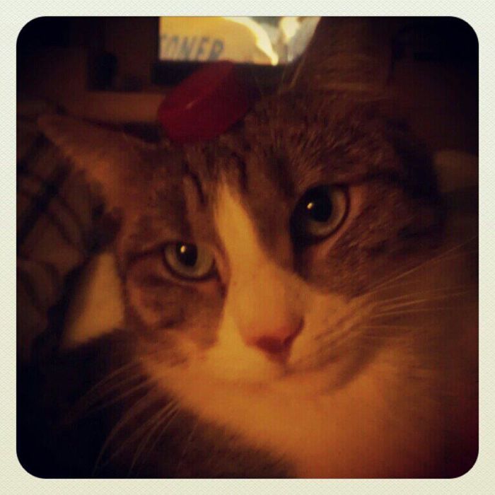 Do You Like Annoying Your Pets (Mildly)? (Add yours) Do You Like Annoying Your Pets (Mildly)? (Add yours)