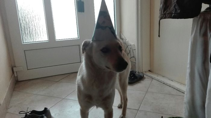 Do You Like Annoying Your Pets (Mildly)? (Add yours) Do You Like Annoying Your Pets (Mildly)? (Add yours)