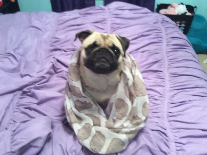 Do You Like Annoying Your Pets (Mildly)? (Add yours) Do You Like Annoying Your Pets (Mildly)? (Add yours)