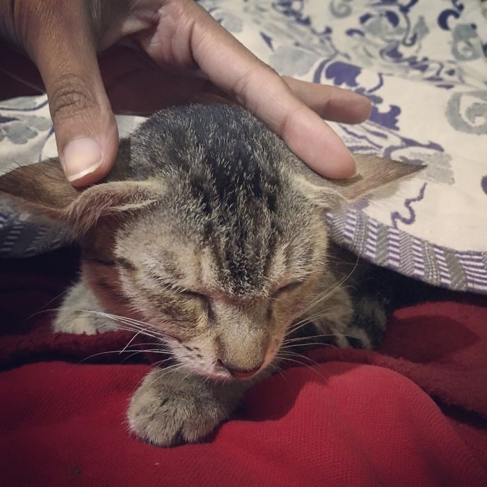 Do You Like Annoying Your Pets (Mildly)? (Add yours) Do You Like Annoying Your Pets (Mildly)? (Add yours)