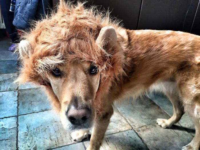 Do You Like Annoying Your Pets (Mildly)? (Add yours) Do You Like Annoying Your Pets (Mildly)? (Add yours)