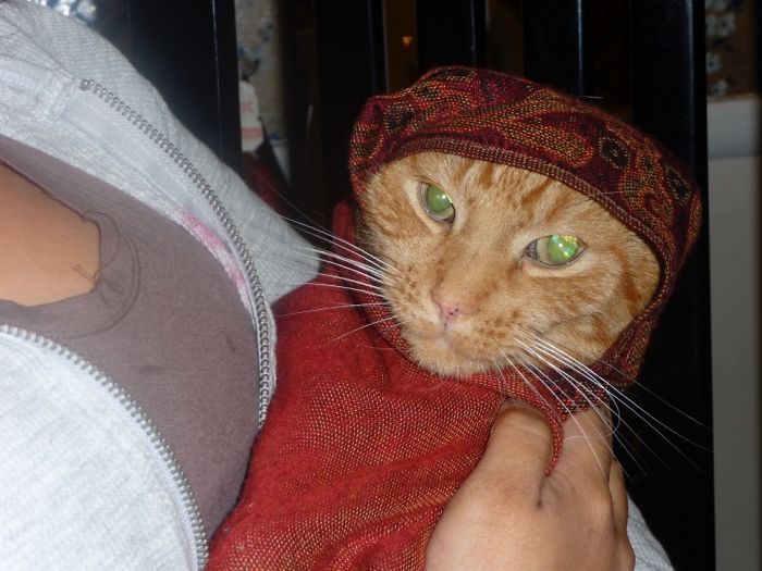 Do You Like Annoying Your Pets (Mildly)? (Add yours) Do You Like Annoying Your Pets (Mildly)? (Add yours)