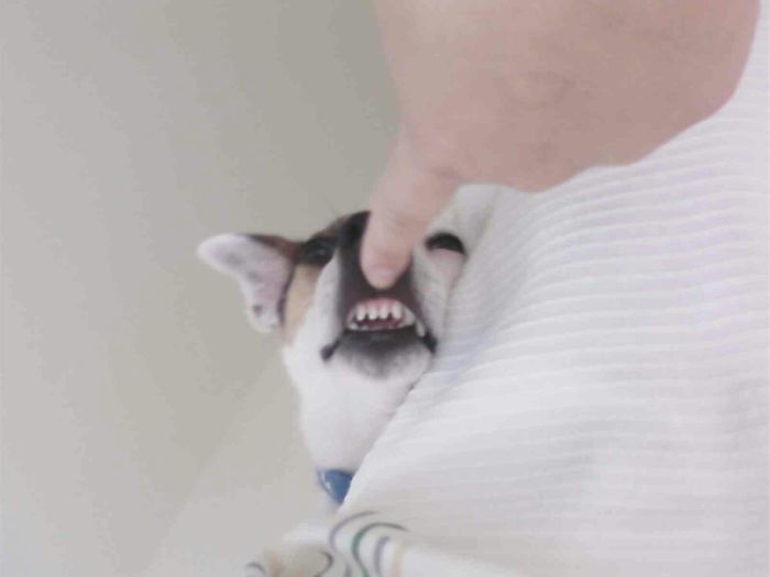 Do You Like Annoying Your Pets (Mildly)? (Add yours) Do You Like Annoying Your Pets (Mildly)? (Add yours)