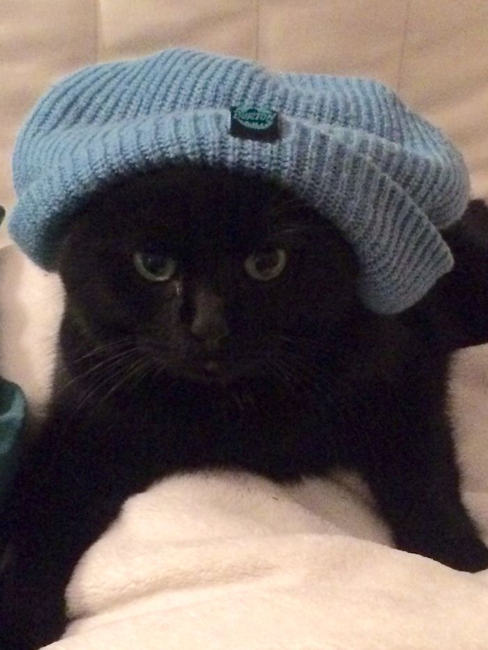 Do You Like Annoying Your Pets (Mildly)? (Add yours) Do You Like Annoying Your Pets (Mildly)? (Add yours)