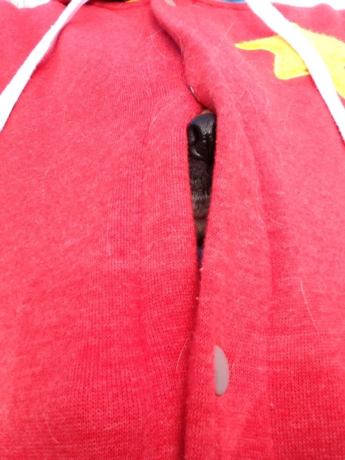 Do You Like Annoying Your Pets (Mildly)? (Add yours) Do You Like Annoying Your Pets (Mildly)? (Add yours)