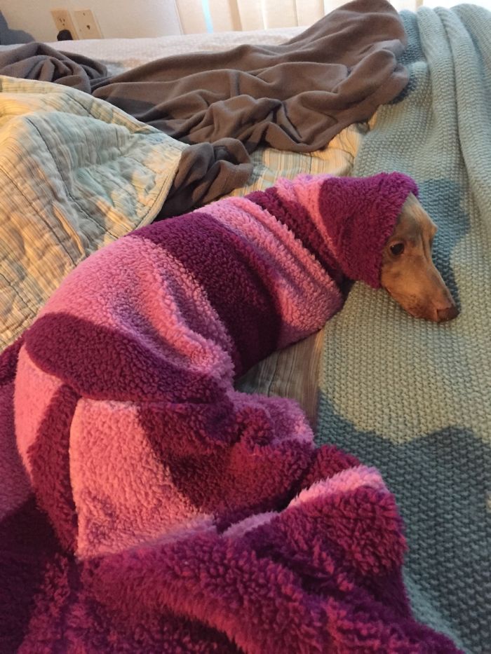 Do You Like Annoying Your Pets (Mildly)? (Add yours) Do You Like Annoying Your Pets (Mildly)? (Add yours)