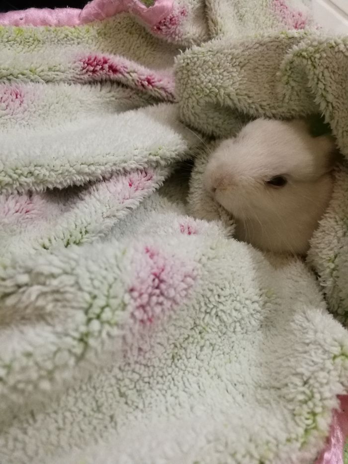 Do You Like Annoying Your Pets (Mildly)? (Add yours) Do You Like Annoying Your Pets (Mildly)? (Add yours)