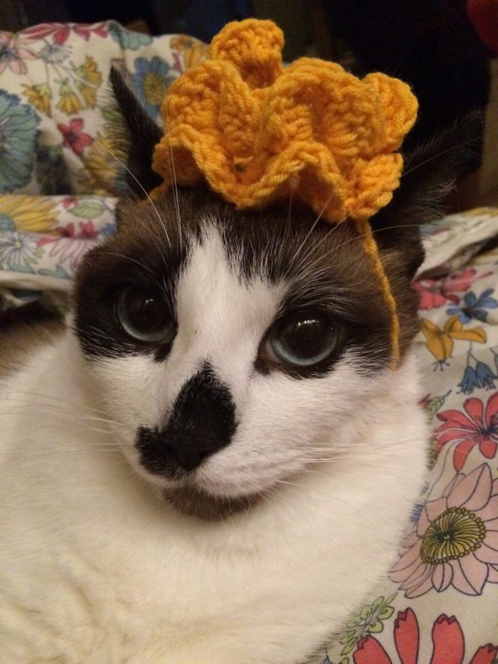 Do You Like Annoying Your Pets (Mildly)? (Add yours) Do You Like Annoying Your Pets (Mildly)? (Add yours)