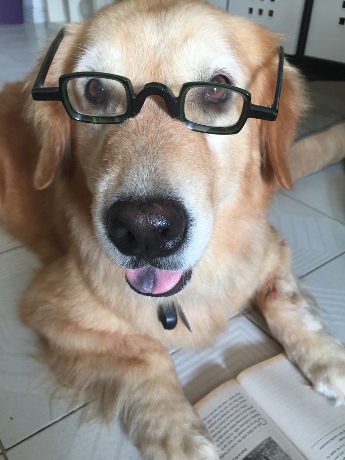 Do You Like Annoying Your Pets (Mildly)? (Add yours) Do You Like Annoying Your Pets (Mildly)? (Add yours)