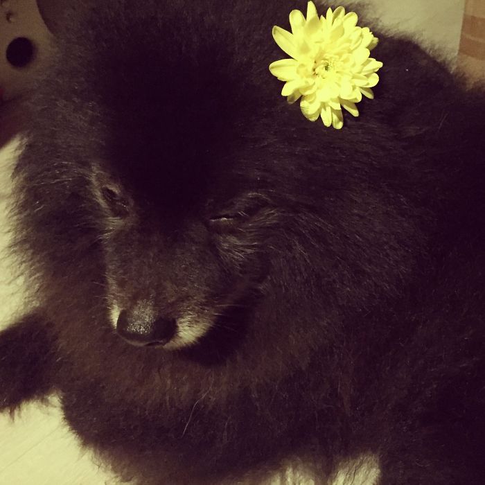 Do You Like Annoying Your Pets (Mildly)? (Add yours) Do You Like Annoying Your Pets (Mildly)? (Add yours)