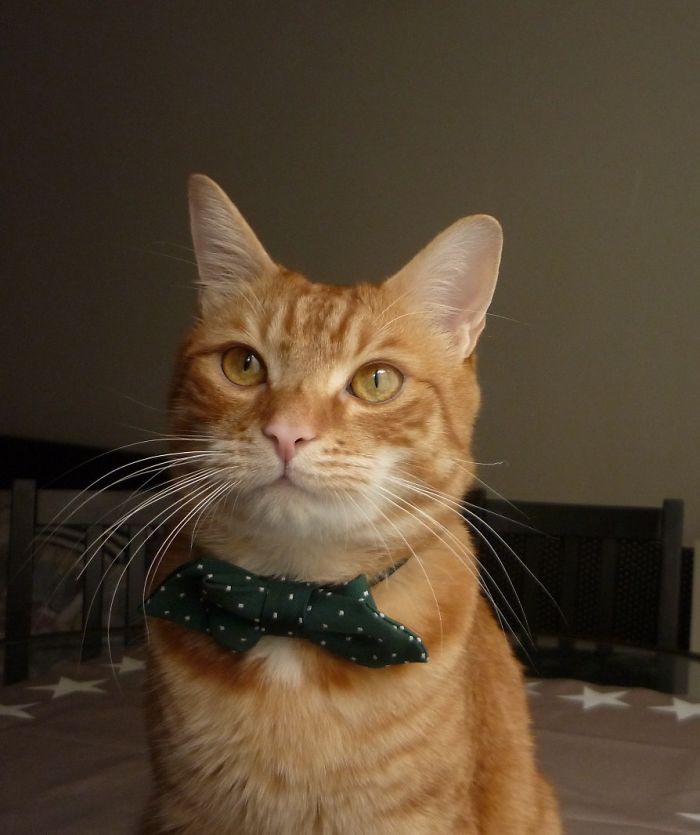 Do You Like Annoying Your Pets (Mildly)? (Add yours) Do You Like Annoying Your Pets (Mildly)? (Add yours)