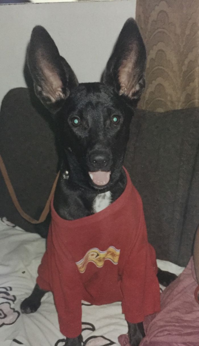 Do You Like Annoying Your Pets (Mildly)? (Add yours) Do You Like Annoying Your Pets (Mildly)? (Add yours)