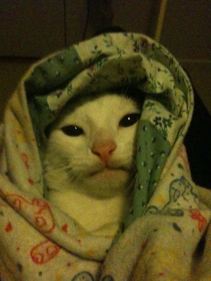 Do You Like Annoying Your Pets (Mildly)? (Add yours) Do You Like Annoying Your Pets (Mildly)? (Add yours)