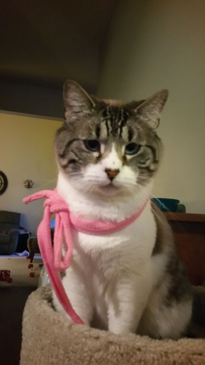 Do You Like Annoying Your Pets (Mildly)? (Add yours) Do You Like Annoying Your Pets (Mildly)? (Add yours)