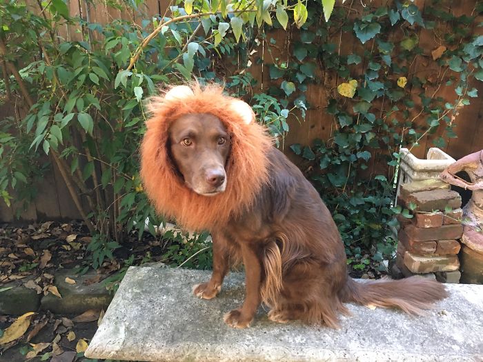 Do You Like Annoying Your Pets (Mildly)? (Add yours) Do You Like Annoying Your Pets (Mildly)? (Add yours)