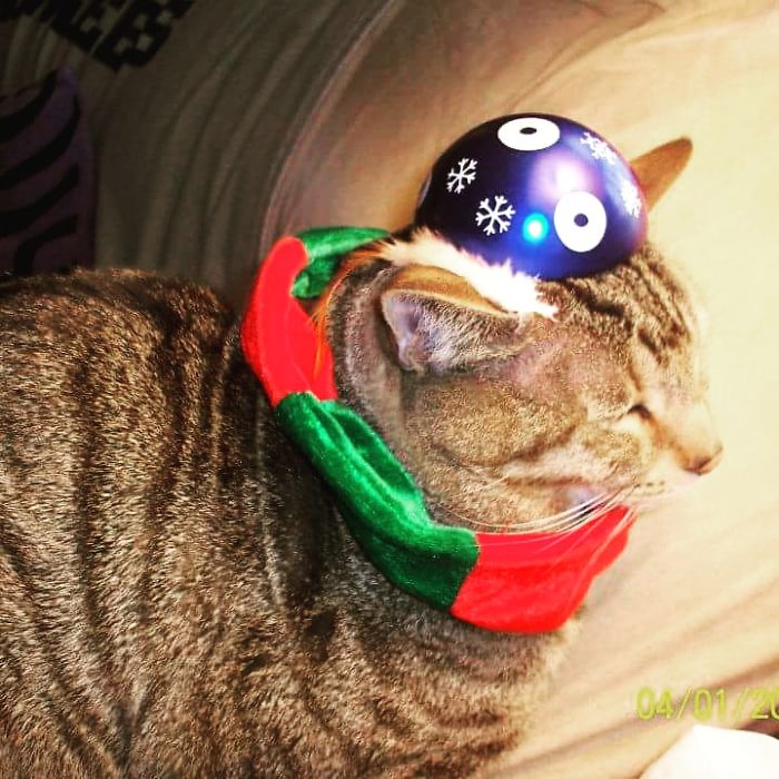 Do You Like Annoying Your Pets (Mildly)? (Add yours) Do You Like Annoying Your Pets (Mildly)? (Add yours)