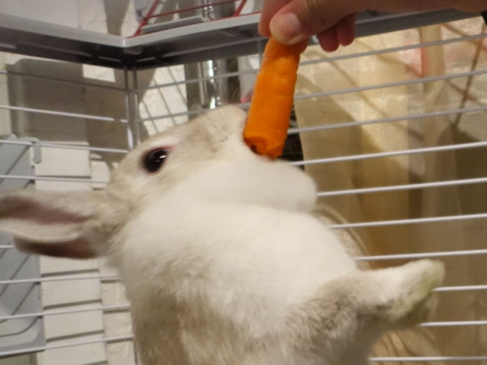 Do You Like Annoying Your Pets (Mildly)? (Add yours) Do You Like Annoying Your Pets (Mildly)? (Add yours)