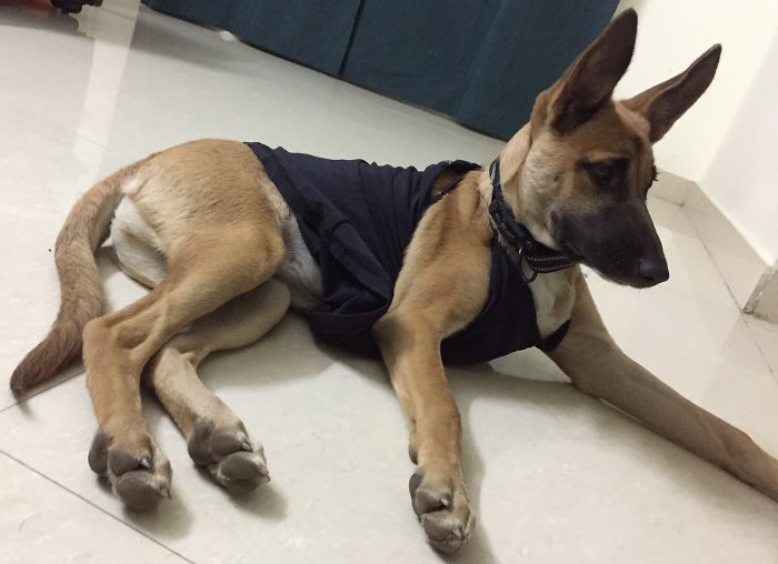 Do You Like Annoying Your Pets (Mildly)? (Add yours) Do You Like Annoying Your Pets (Mildly)? (Add yours)