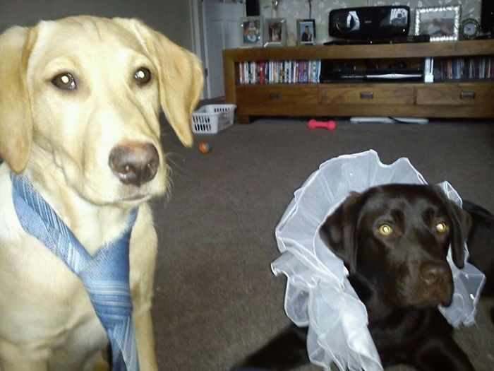 Do You Like Annoying Your Pets (Mildly)? (Add yours) Do You Like Annoying Your Pets (Mildly)? (Add yours)