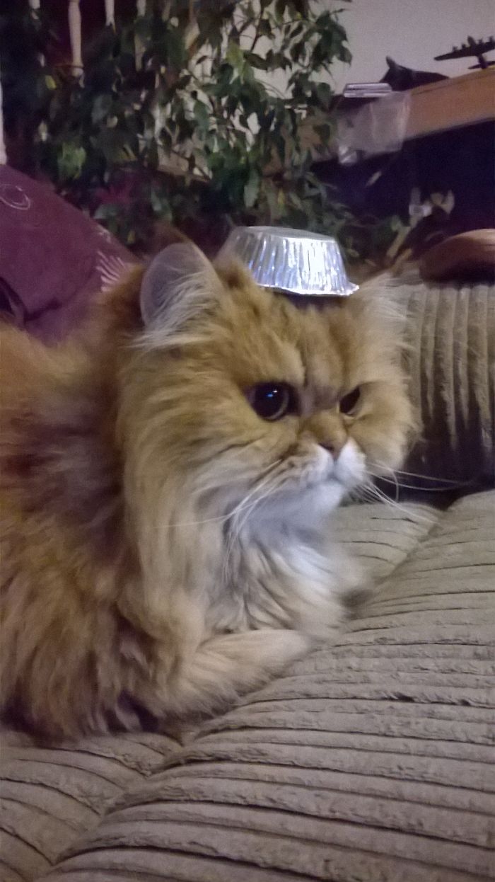 Do You Like Annoying Your Pets (Mildly)? (Add yours) Do You Like Annoying Your Pets (Mildly)? (Add yours)