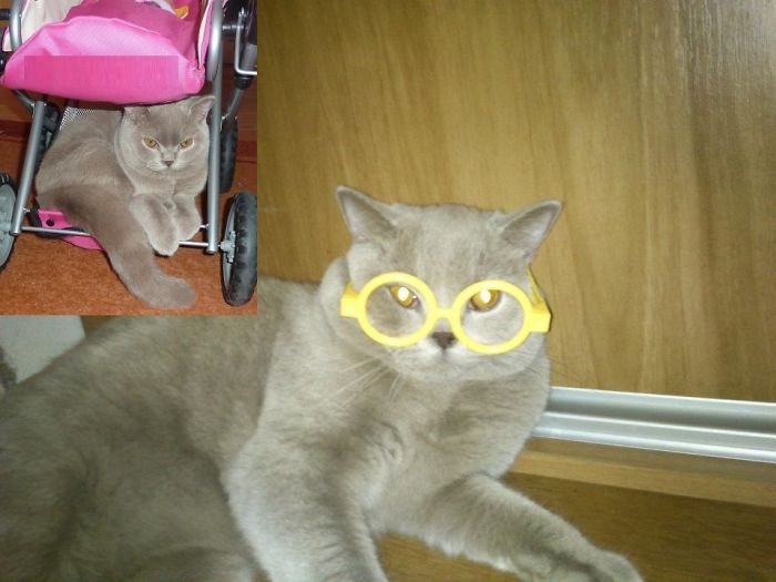 Do You Like Annoying Your Pets (Mildly)? (Add yours) Do You Like Annoying Your Pets (Mildly)? (Add yours)