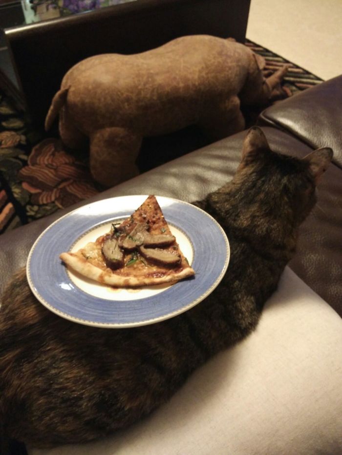 Do You Like Annoying Your Pets (Mildly)? (Add yours) Do You Like Annoying Your Pets (Mildly)? (Add yours)