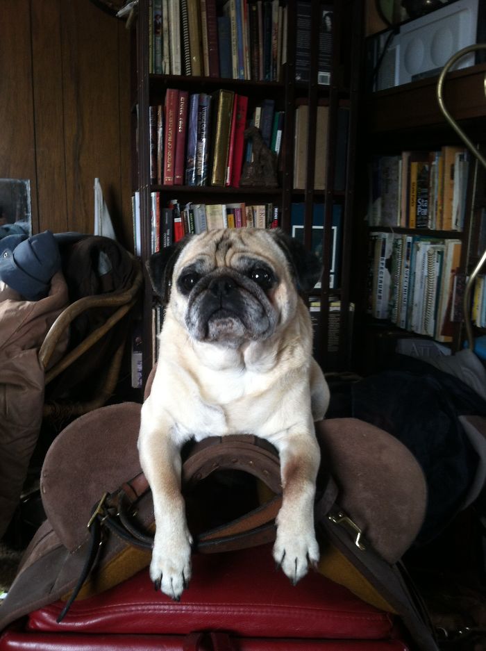 Do You Like Annoying Your Pets (Mildly)? (Add yours) Do You Like Annoying Your Pets (Mildly)? (Add yours)