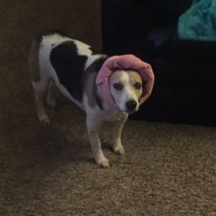 Do You Like Annoying Your Pets (Mildly)? (Add yours) Do You Like Annoying Your Pets (Mildly)? (Add yours)