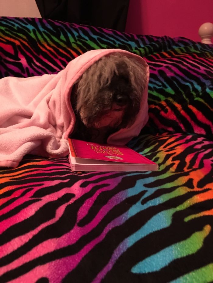 Do You Like Annoying Your Pets (Mildly)? (Add yours) Do You Like Annoying Your Pets (Mildly)? (Add yours)