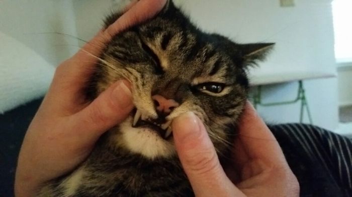 Do You Like Annoying Your Pets (Mildly)? (Add yours) Do You Like Annoying Your Pets (Mildly)? (Add yours)