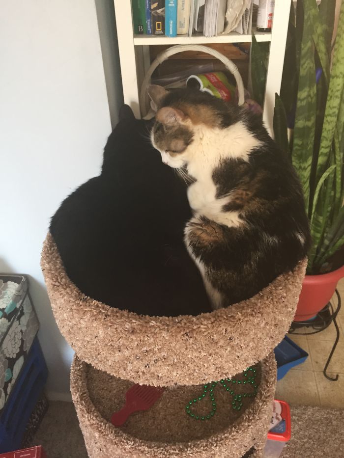 Do You Like Annoying Your Pets (Mildly)? (Add yours) Do You Like Annoying Your Pets (Mildly)? (Add yours)