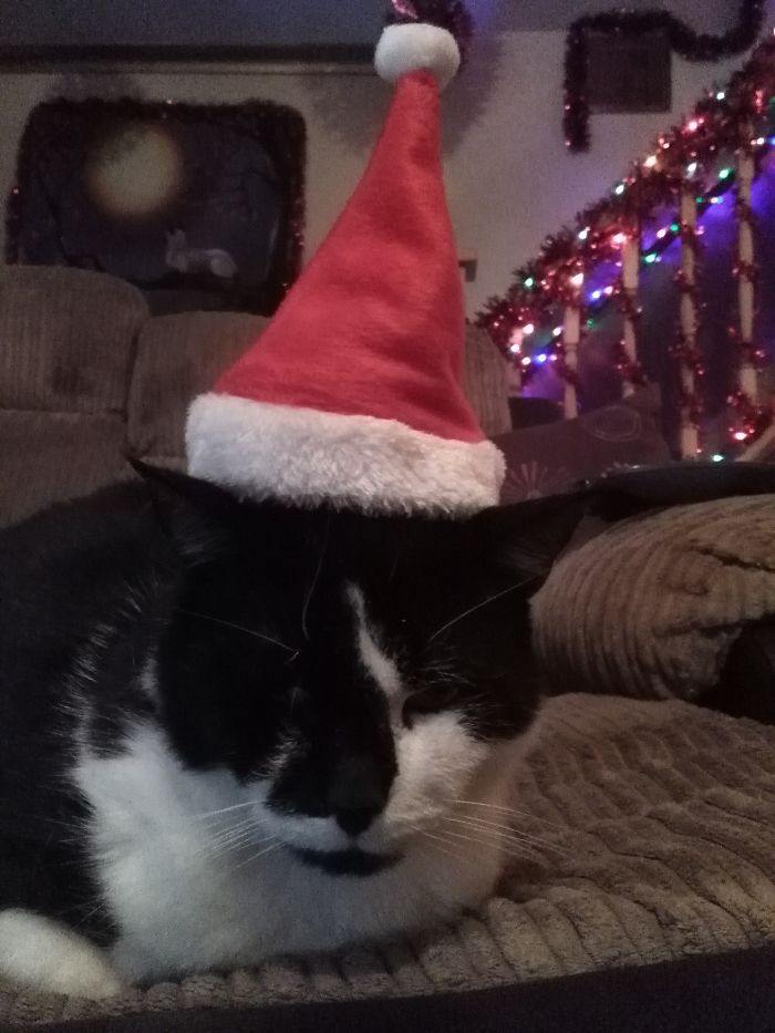 Do You Like Annoying Your Pets (Mildly)? (Add yours) Do You Like Annoying Your Pets (Mildly)? (Add yours)