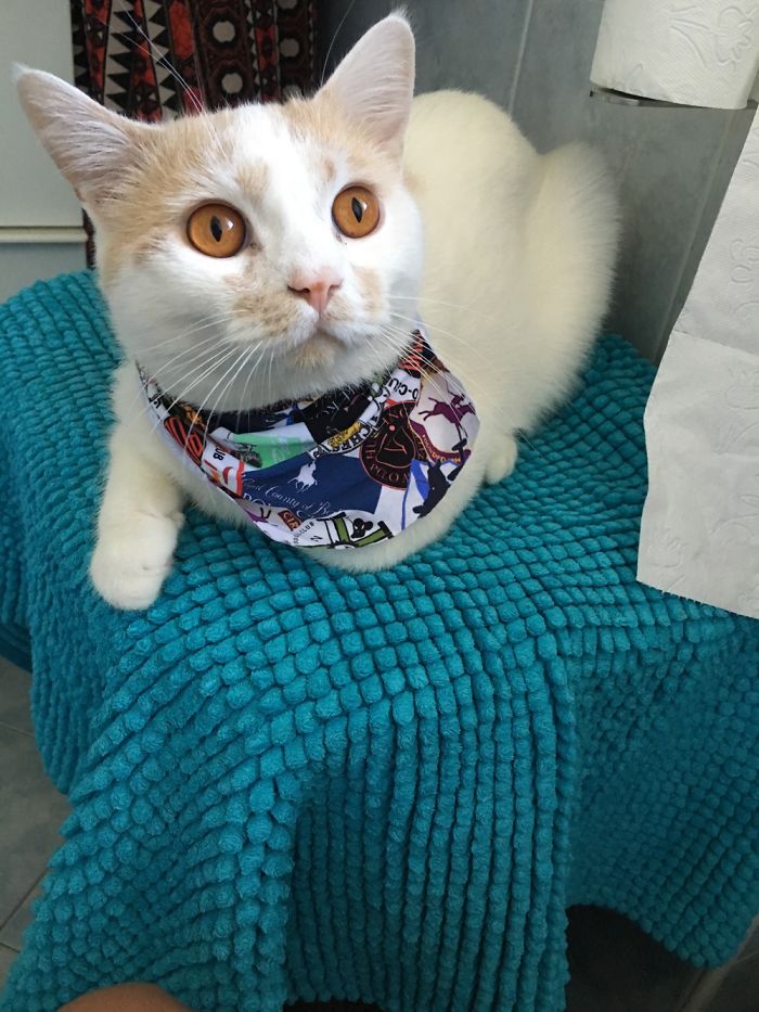 Do You Like Annoying Your Pets (Mildly)? (Add yours) Do You Like Annoying Your Pets (Mildly)? (Add yours)