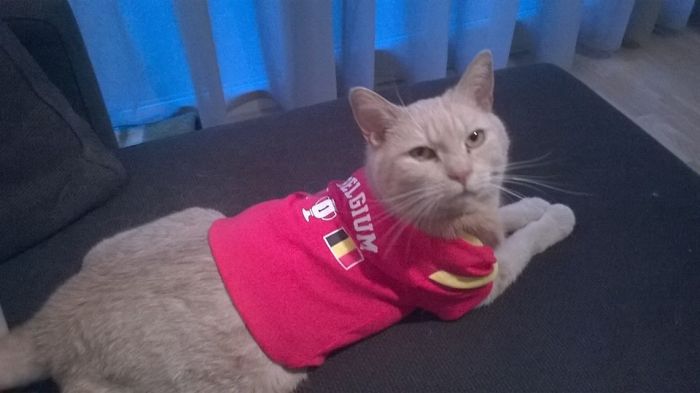 Do You Like Annoying Your Pets (Mildly)? (Add yours) Do You Like Annoying Your Pets (Mildly)? (Add yours)