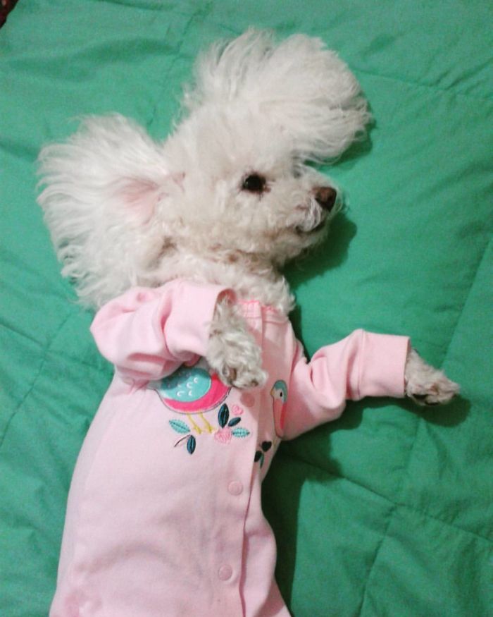 Do You Like Annoying Your Pets (Mildly)? (Add yours) Do You Like Annoying Your Pets (Mildly)? (Add yours)