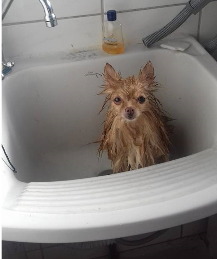 Do You Like Annoying Your Pets (Mildly)? (Add yours) Do You Like Annoying Your Pets (Mildly)? (Add yours)